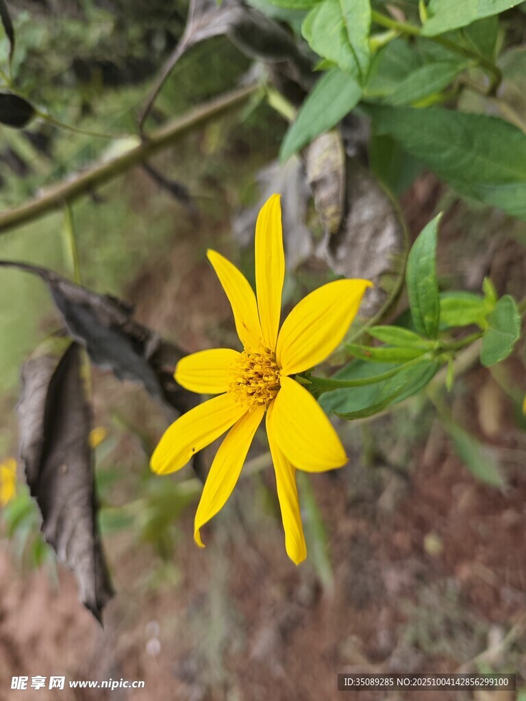 黃色小花綻放綠葉間