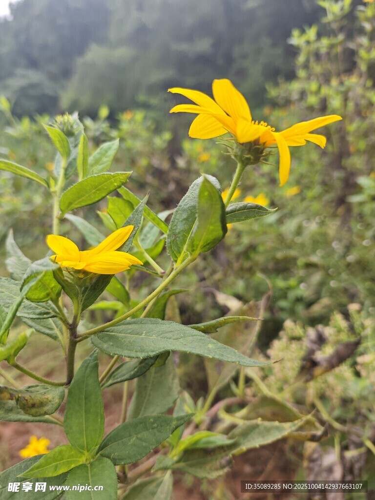 野外綻放的黃色小花