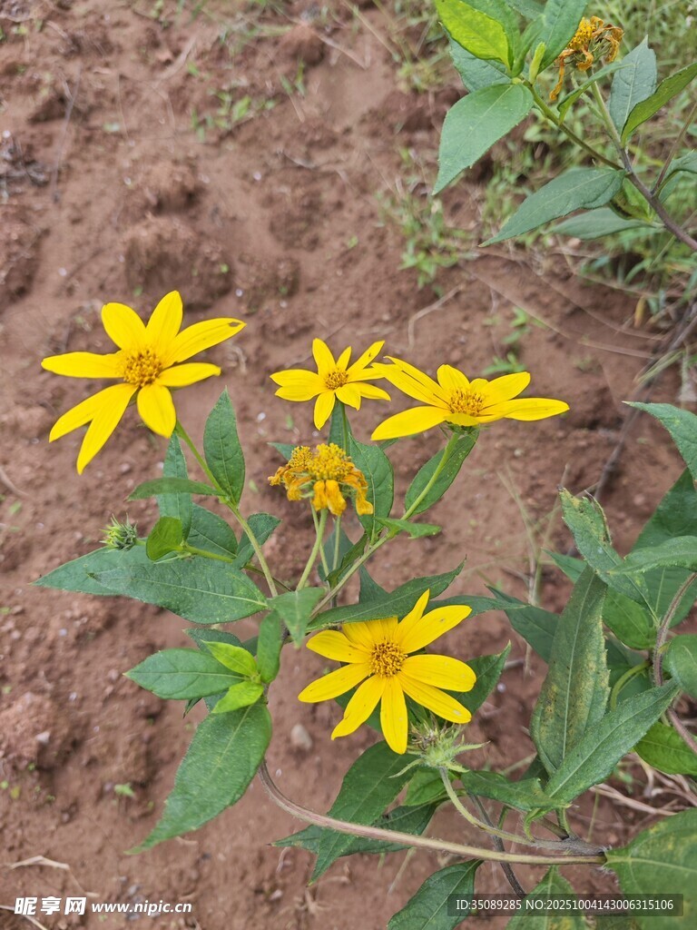 黃色小花綻放于泥土間