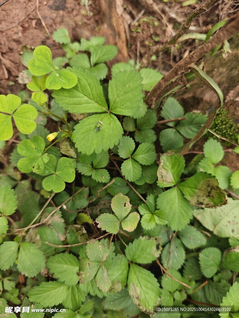 嫩綠三葉草特寫