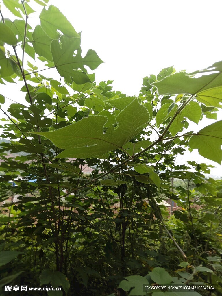 繁茂綠植盡顯自然生機(jī)