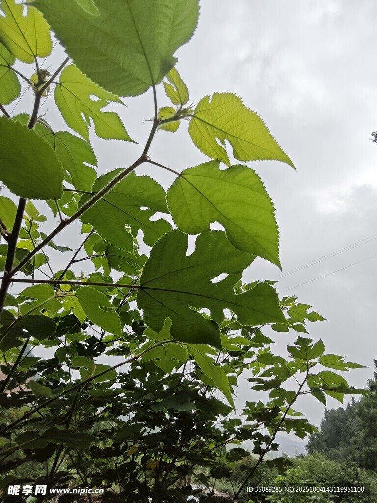 翠綠枝葉展現(xiàn)自然生機
