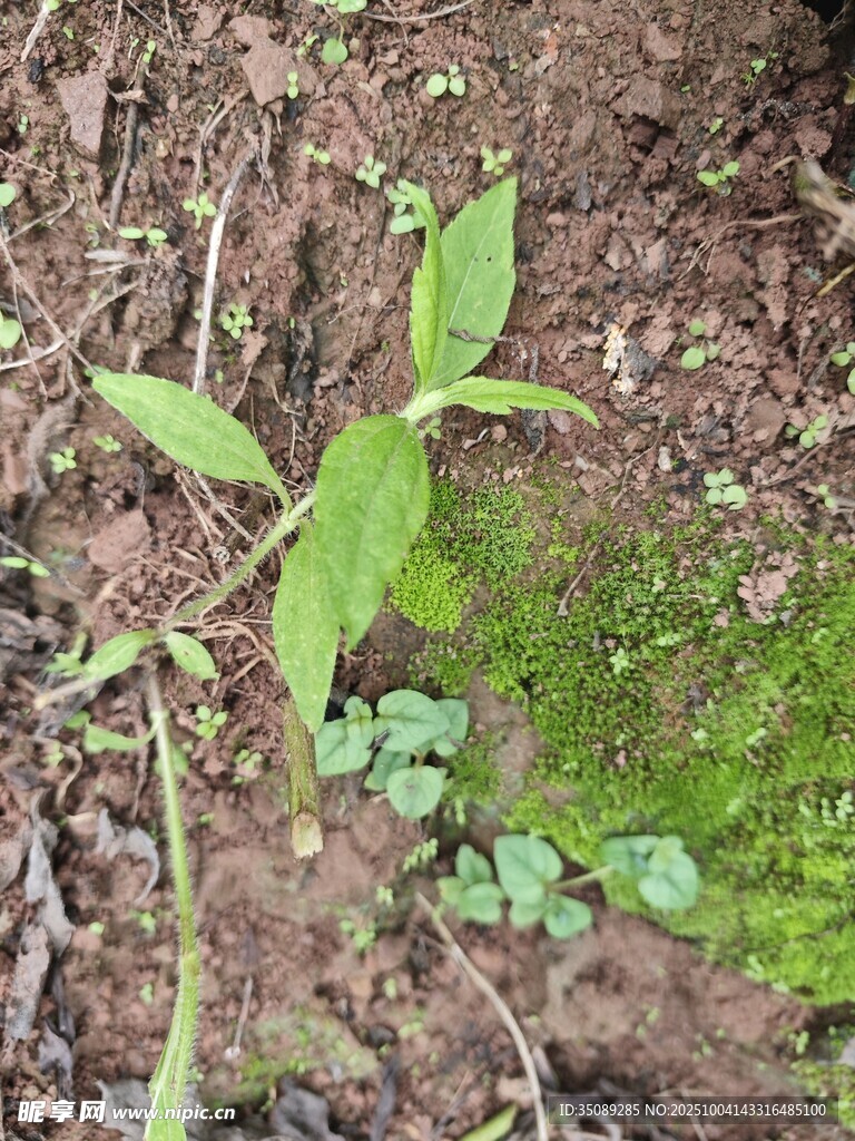 嫩綠幼苗破土生長