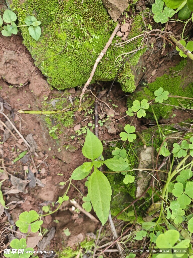 泥土上的嫩綠植物