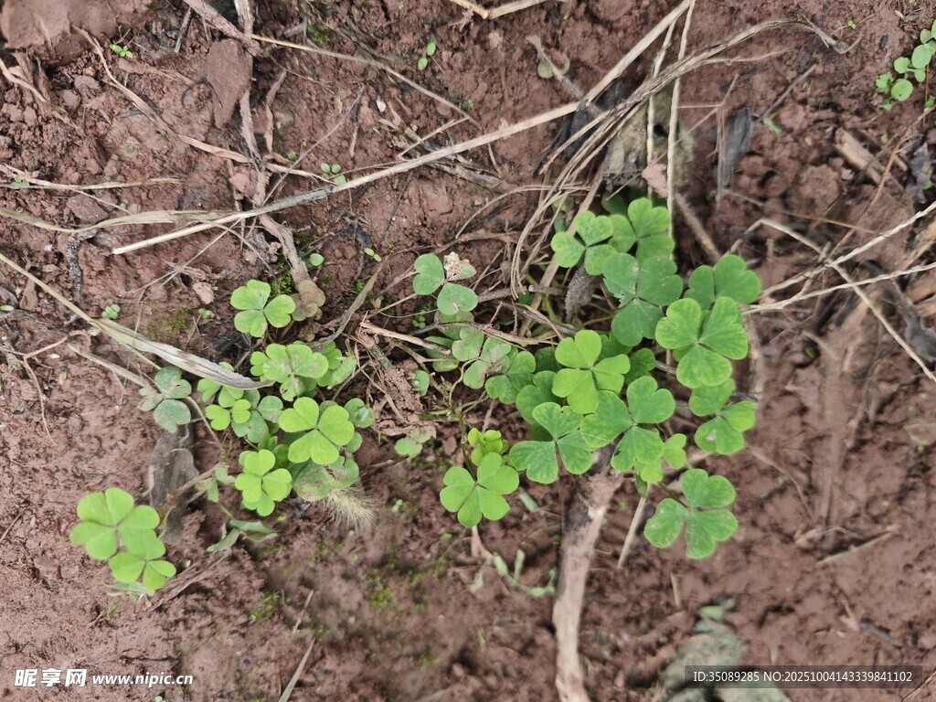 泥土中生長的嫩綠植物