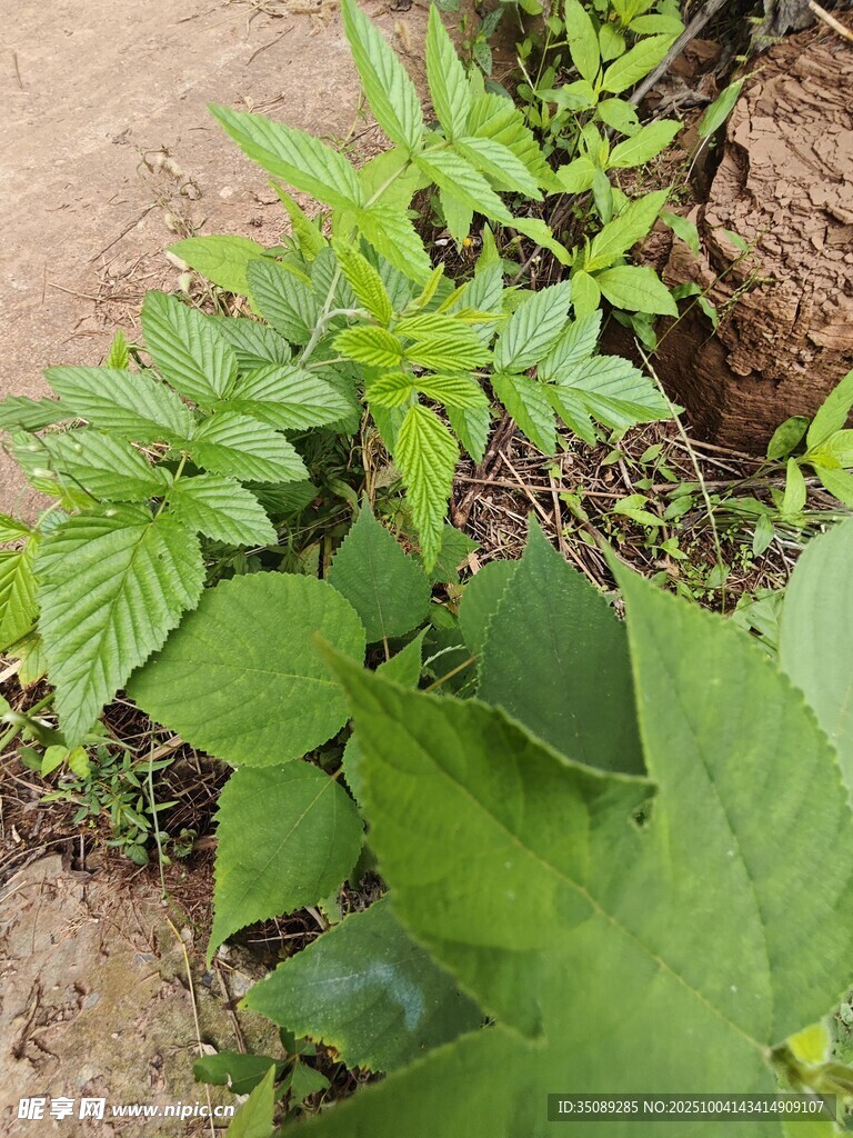 地面生長的多種綠色植物