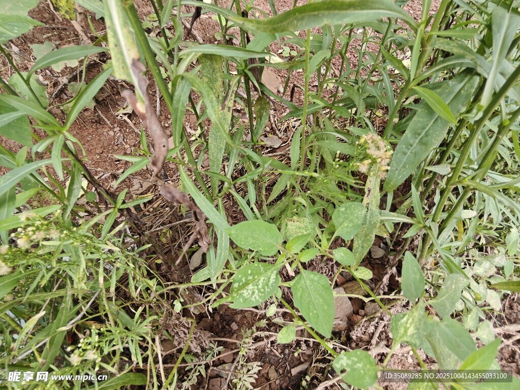 草叢中的植物根莖