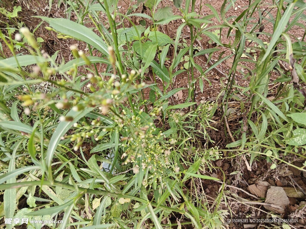 野外生長的綠色植物