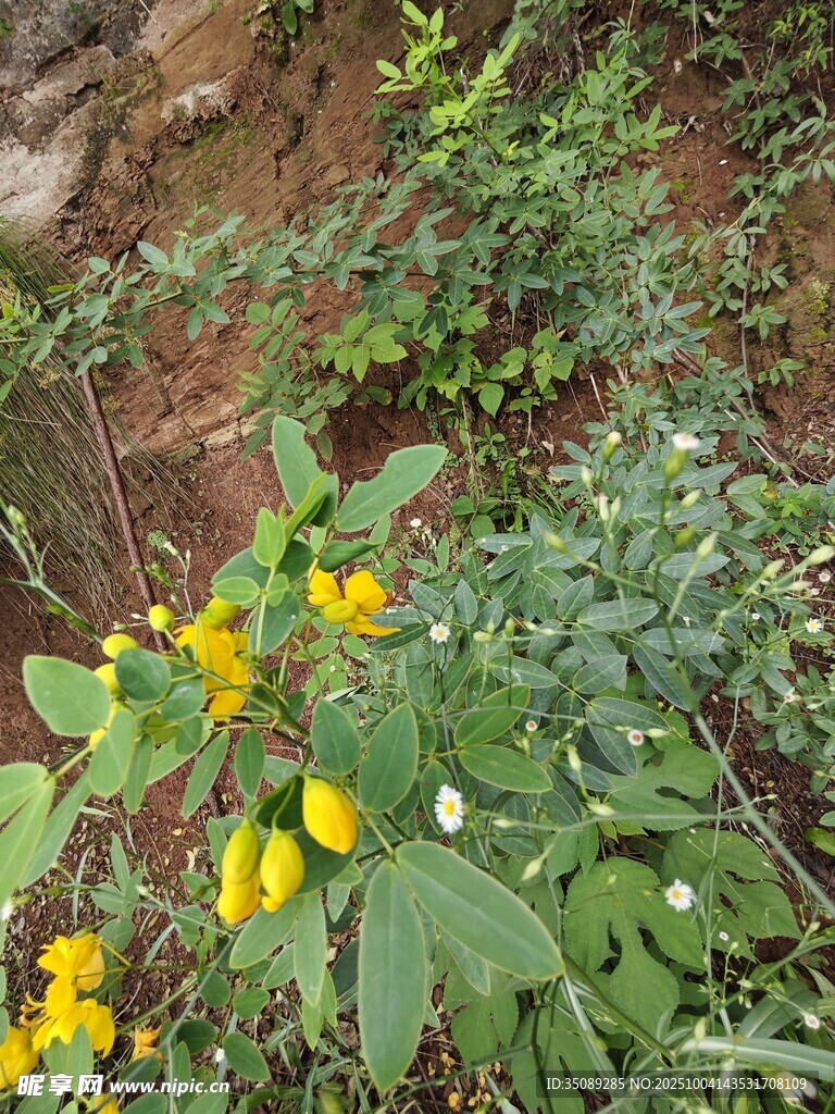 黃色小花綻放于綠植間