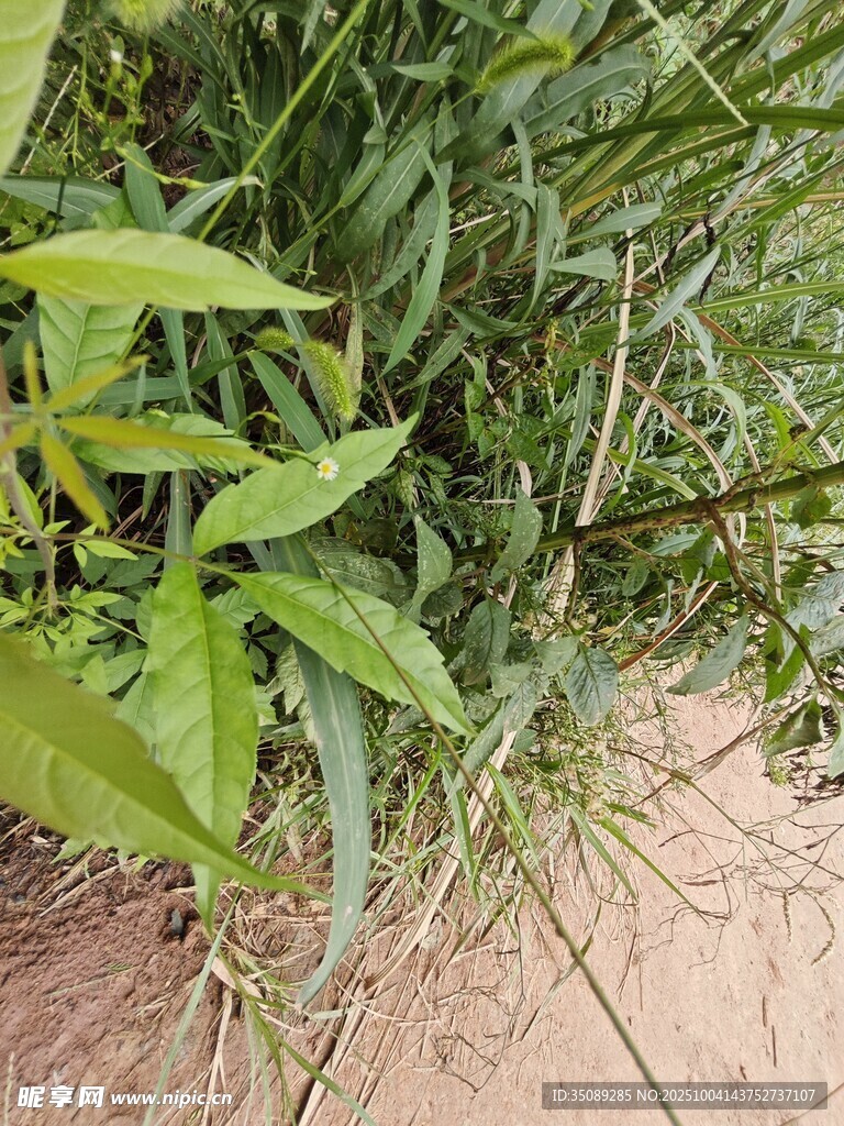 野外綠色植物景象