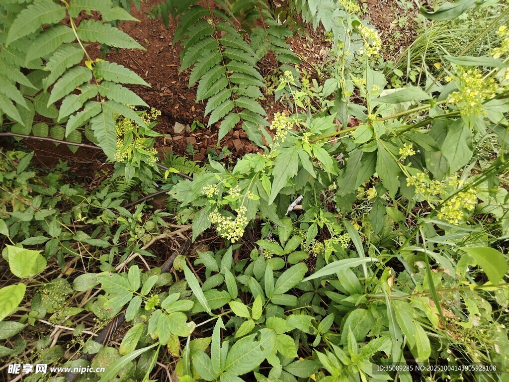 繁茂綠植展現(xiàn)自然生機