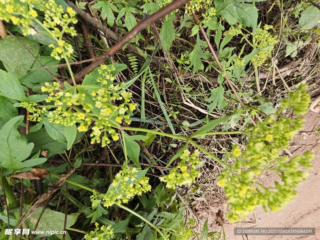 地面上的嫩綠植物