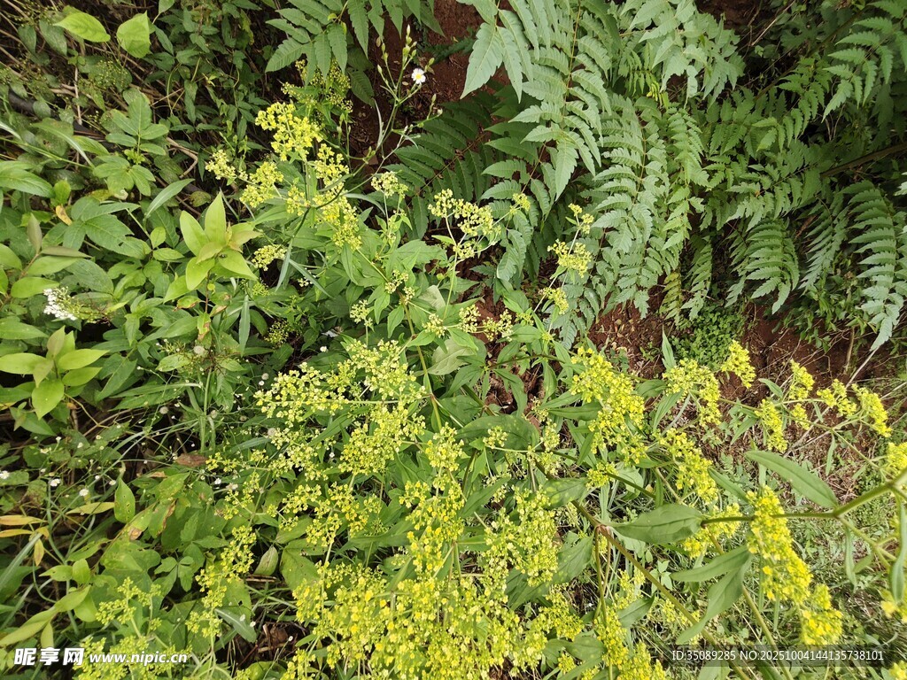 翠綠蕨類與黃色植物共生