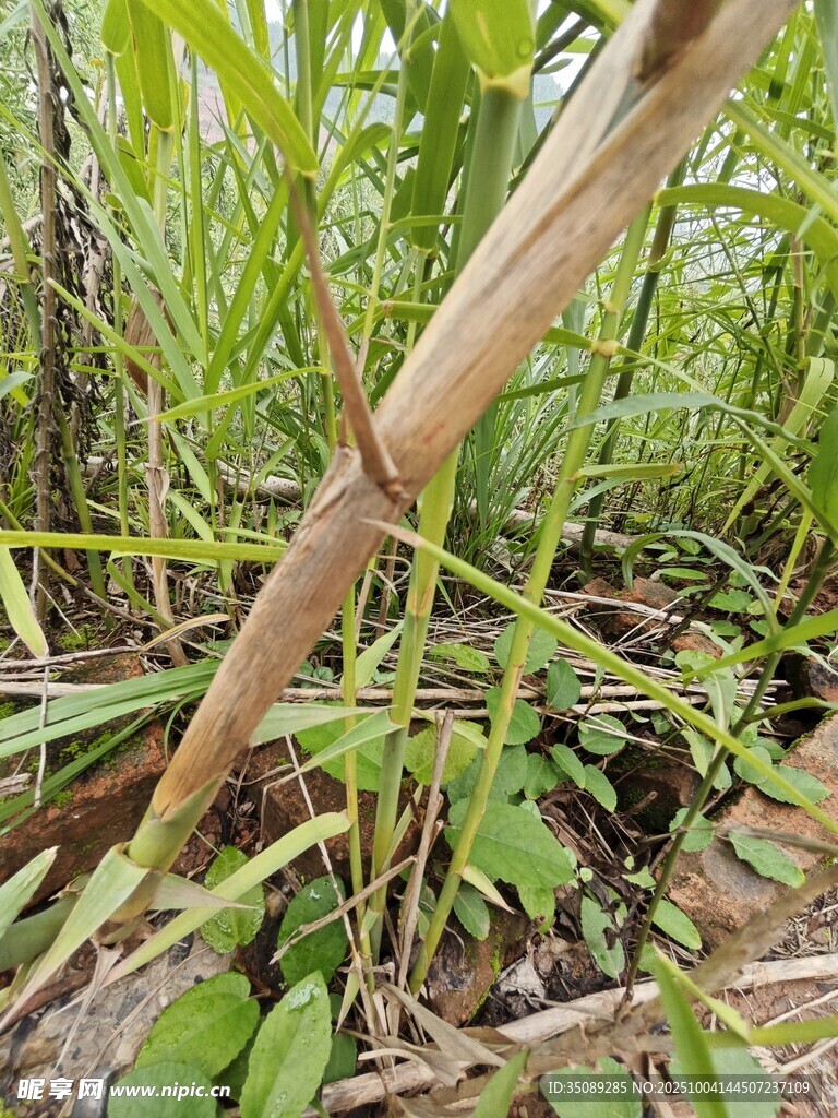 野外生長的翠綠竹子
