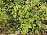 茂盛的黃色小花植物