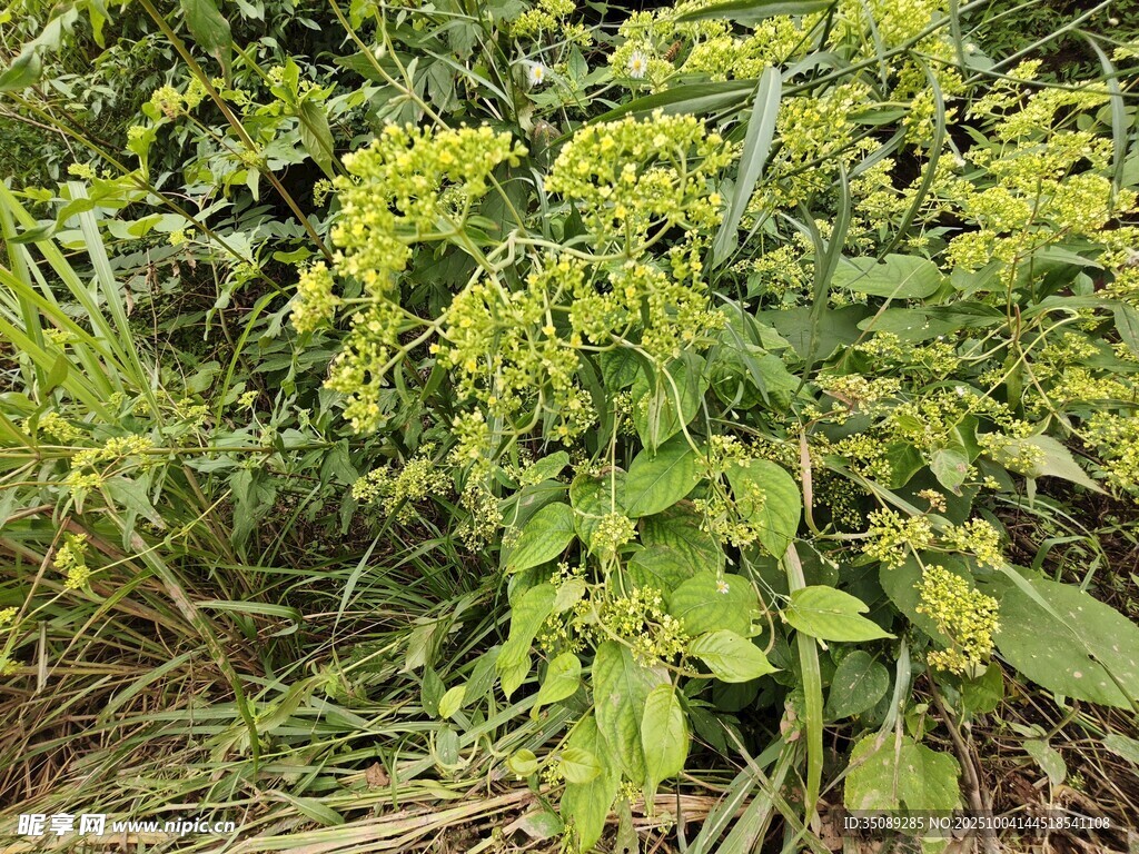 茂盛的黃色小花植物