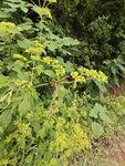 野外生長的黃色小花植物