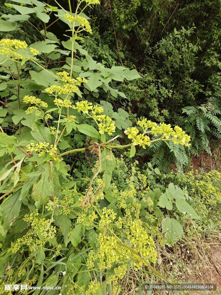 野外生長的黃色小花植物