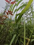 野外繁茂的綠色植物景觀