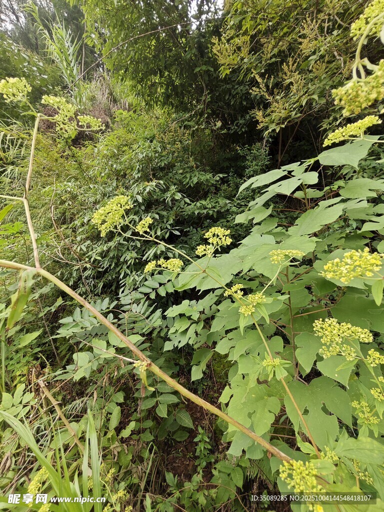 茂密綠植的自然景象