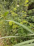 野外繁茂的綠色植物景觀
