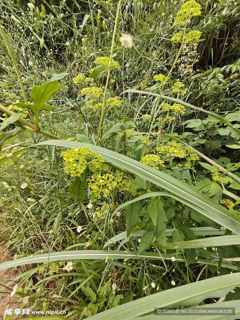 野外繁茂的綠色植物景觀