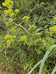 黃色小花植物特寫