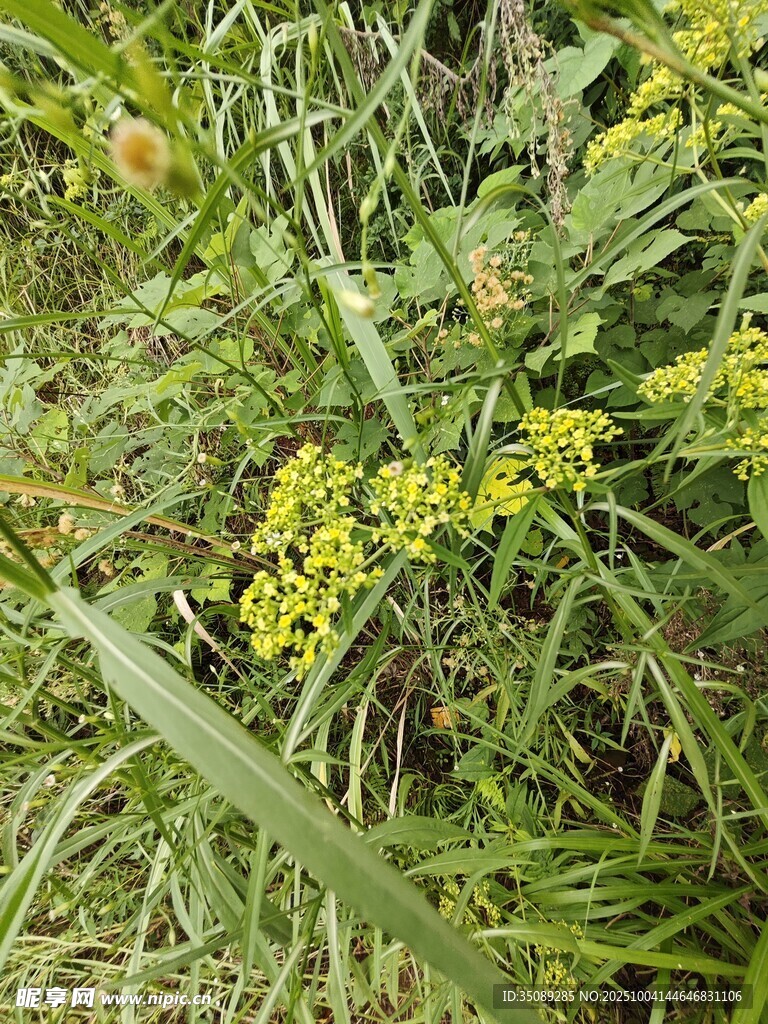 野外黃色小花與綠植