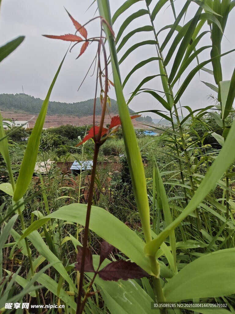 綠葉叢中的艷麗小紅花