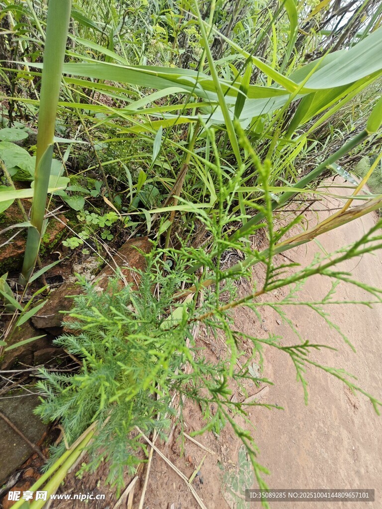 水邊生長的綠色植物