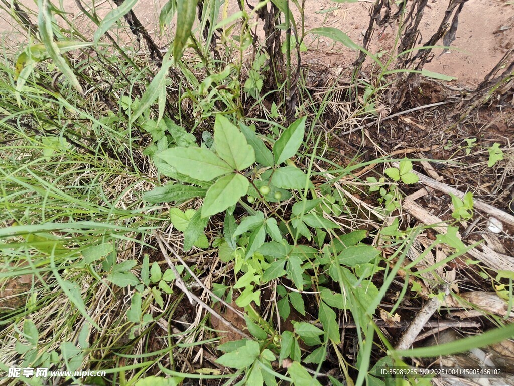野外生長的嫩綠雜草