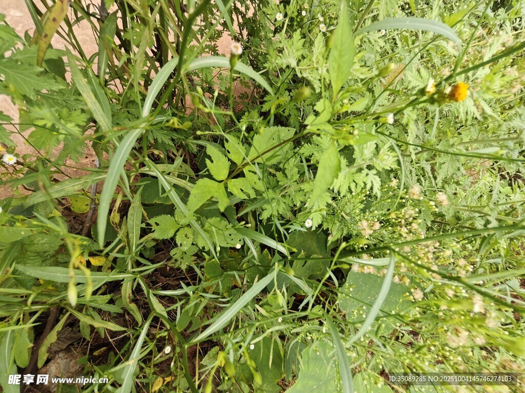 綠葉間的生機(jī)盎然植物