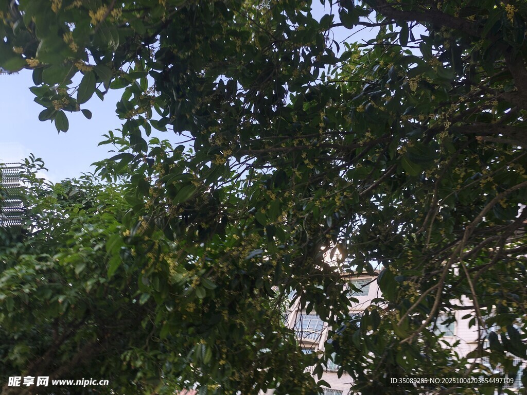 繁茂綠樹(shù)枝葉間的天空