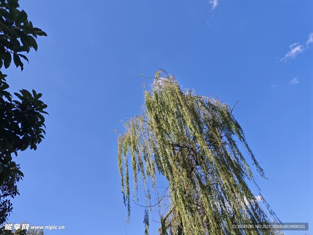 藍(lán)天垂柳盡顯自然之美