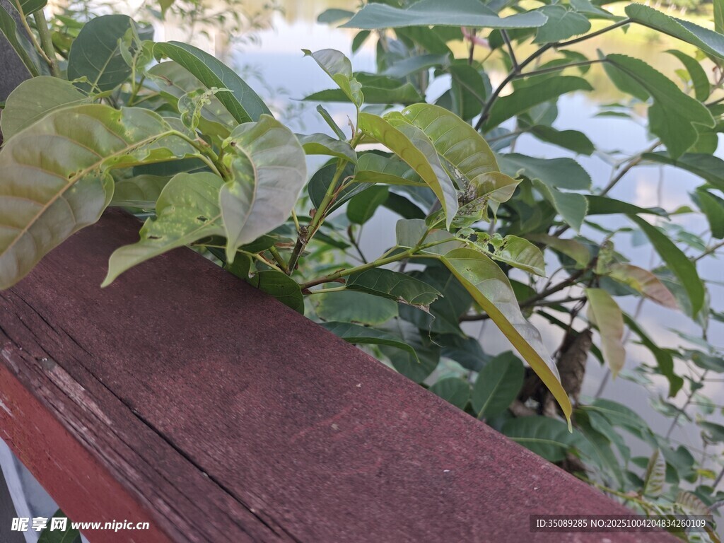 木欄旁的翠綠植物