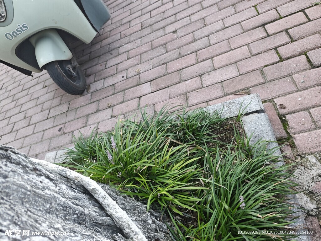 磚縫間生長(zhǎng)的翠綠小草