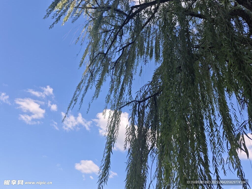 藍(lán)天垂柳春日清新景致