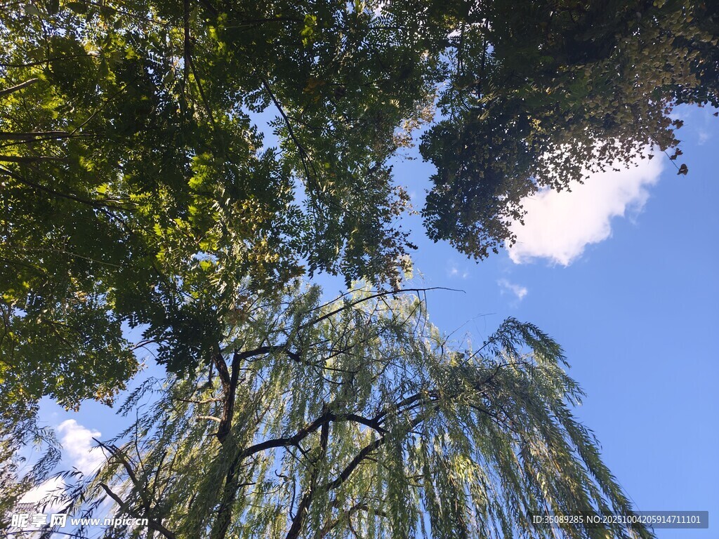 仰望藍(lán)天綠樹