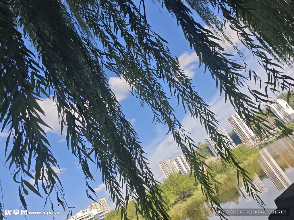 垂柳映藍(lán)天清新自然景
