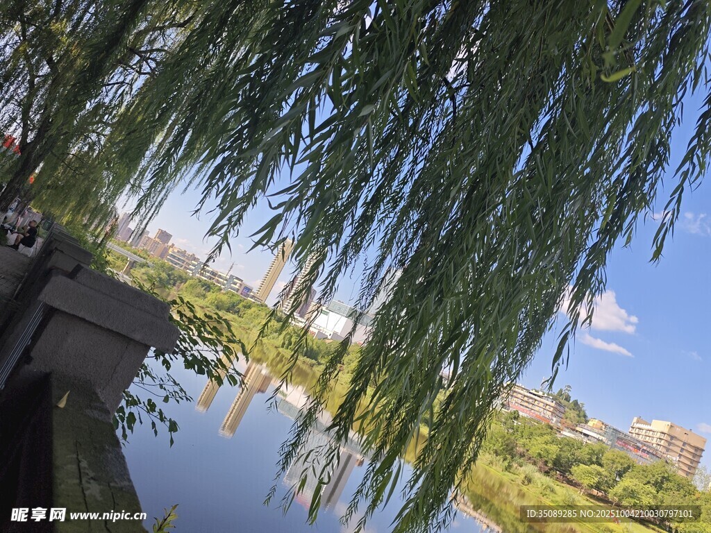 垂柳映湖景清新自然美