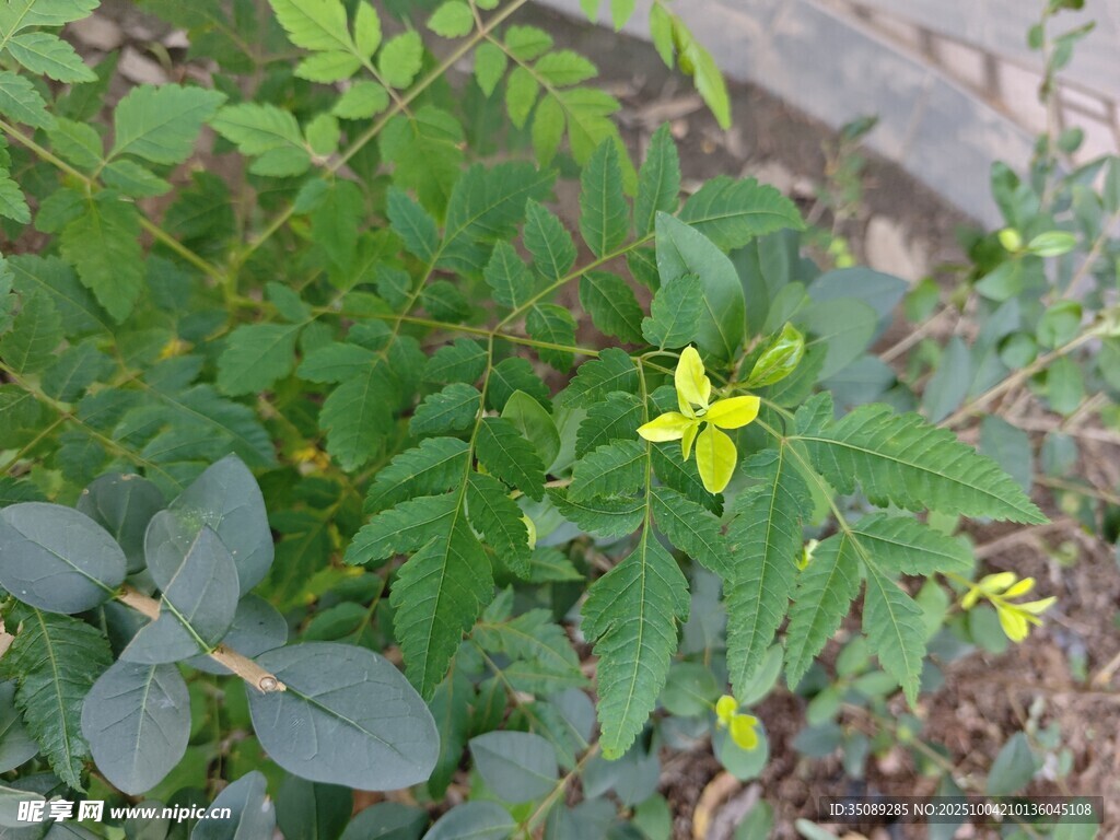 綠葉叢中的黃色小花