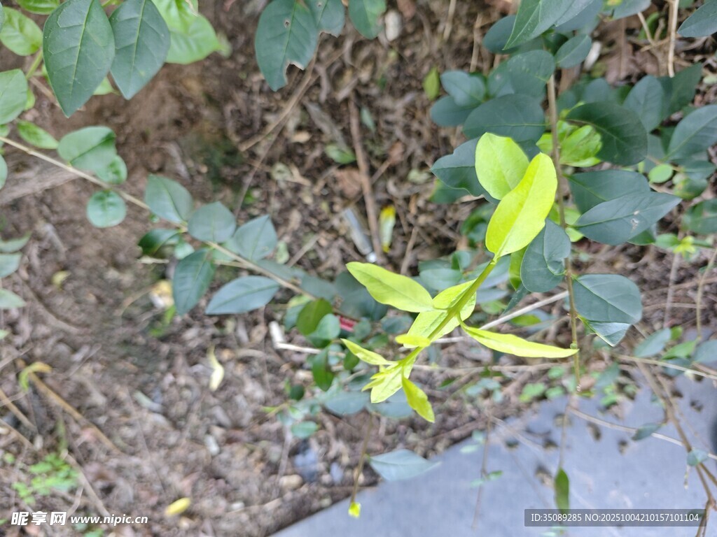 嫩綠植物生長于地面