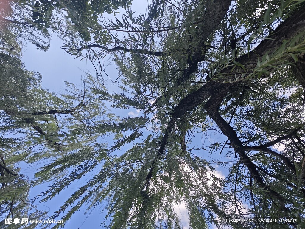 仰視茂密樹林樹冠