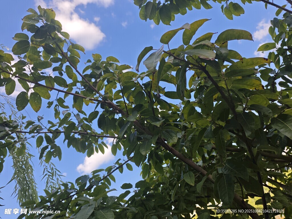 綠葉藍(lán)天自然清新景致