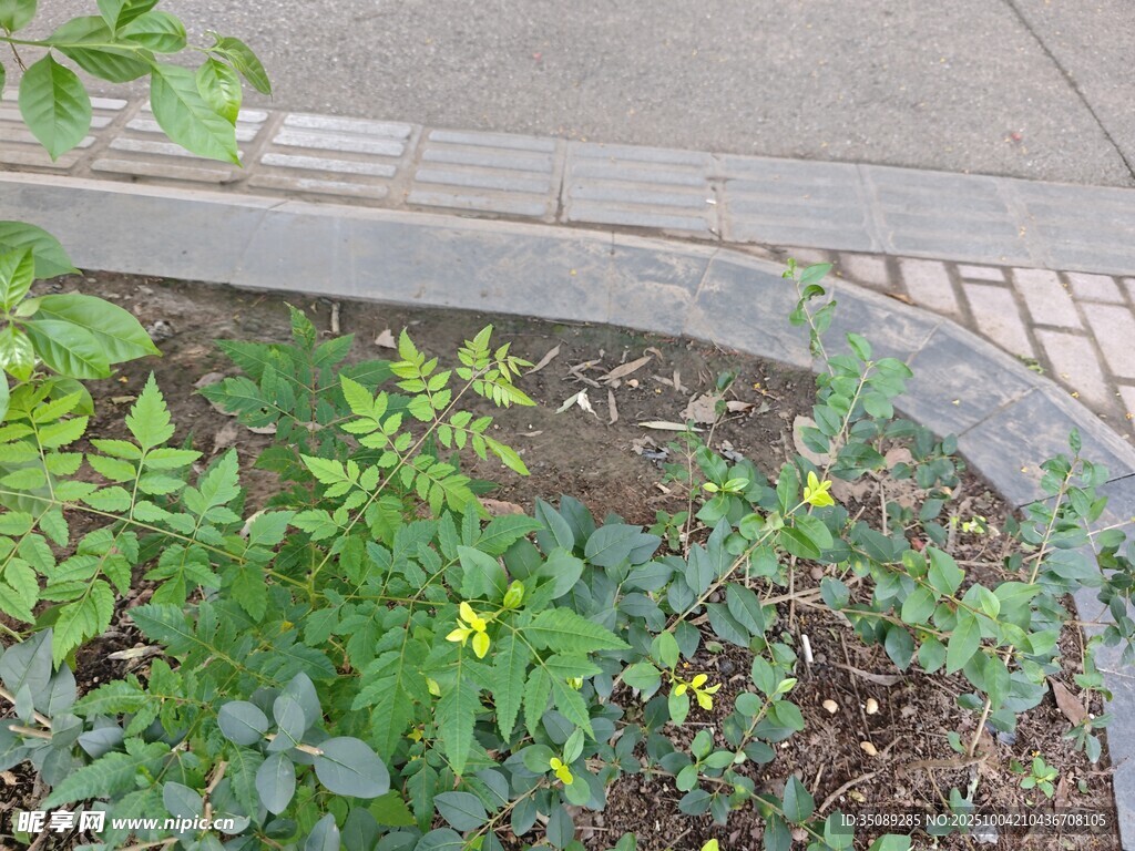 花壇中的綠植與黃色小花