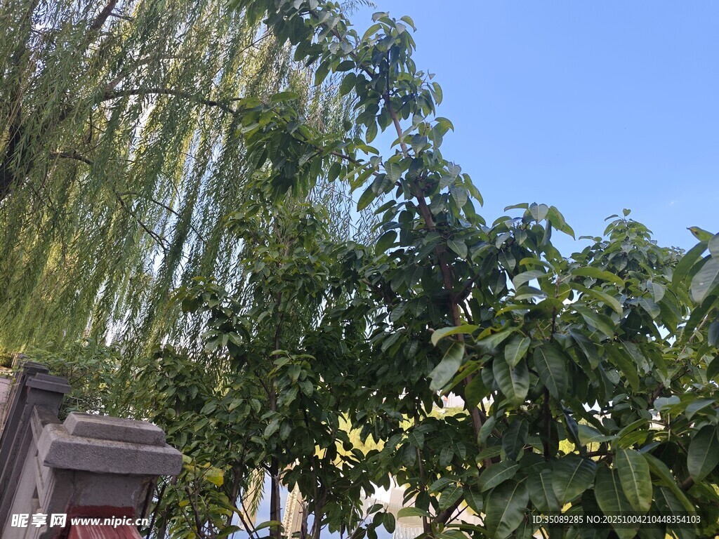 柳樹(shù)枝葉下的藍(lán)天一角
