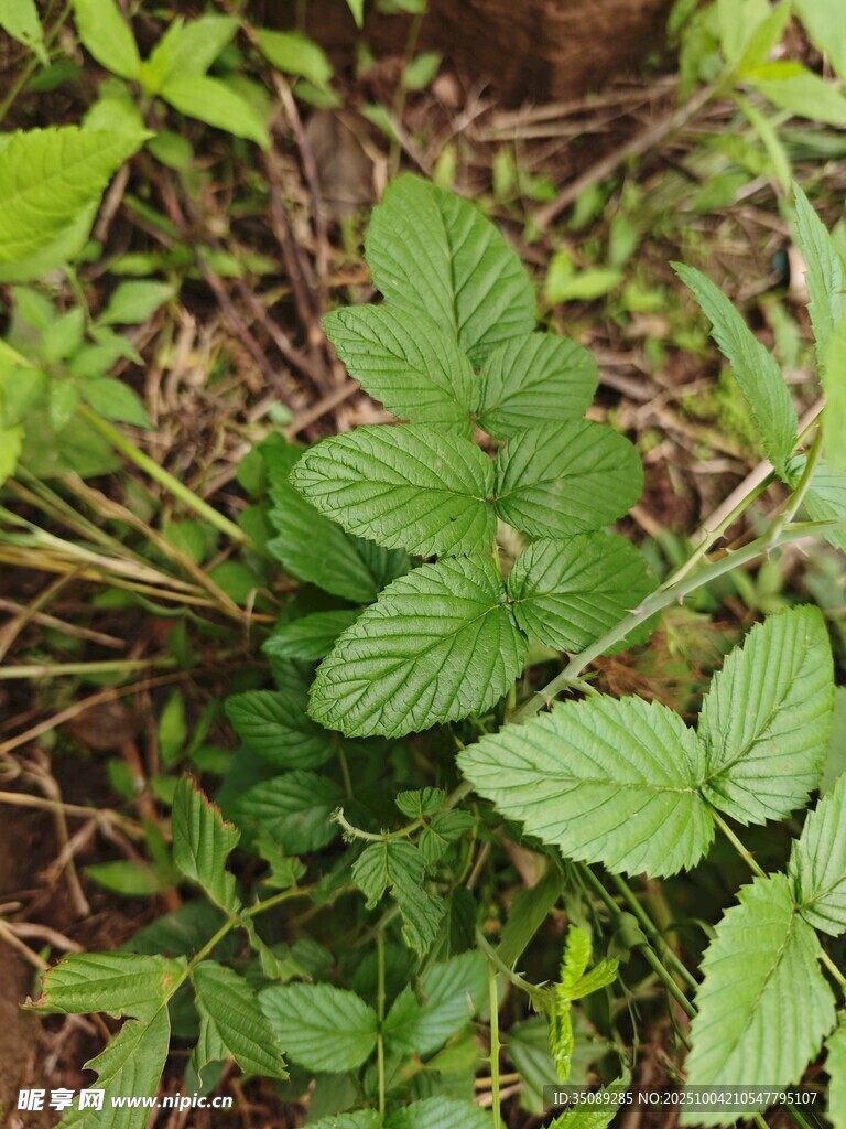 野外生長(zhǎng)的嫩綠植物