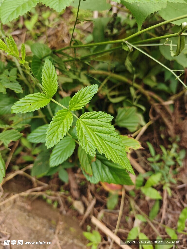 嫩綠野草生機盎然