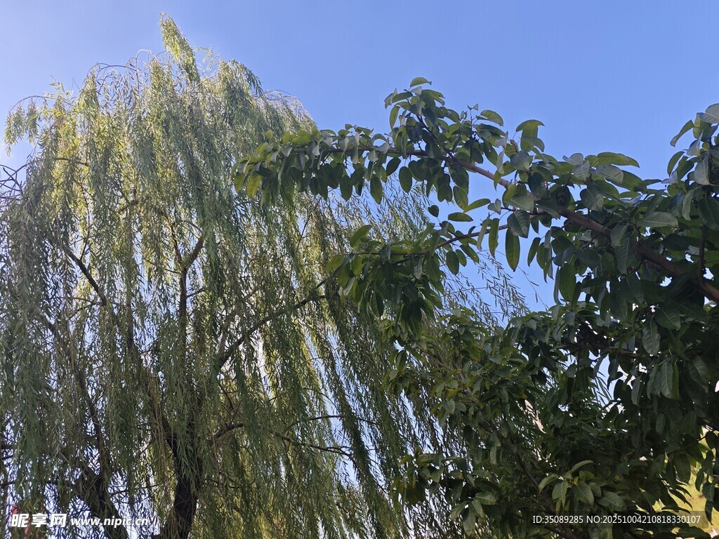 藍(lán)天垂柳綠意盎然