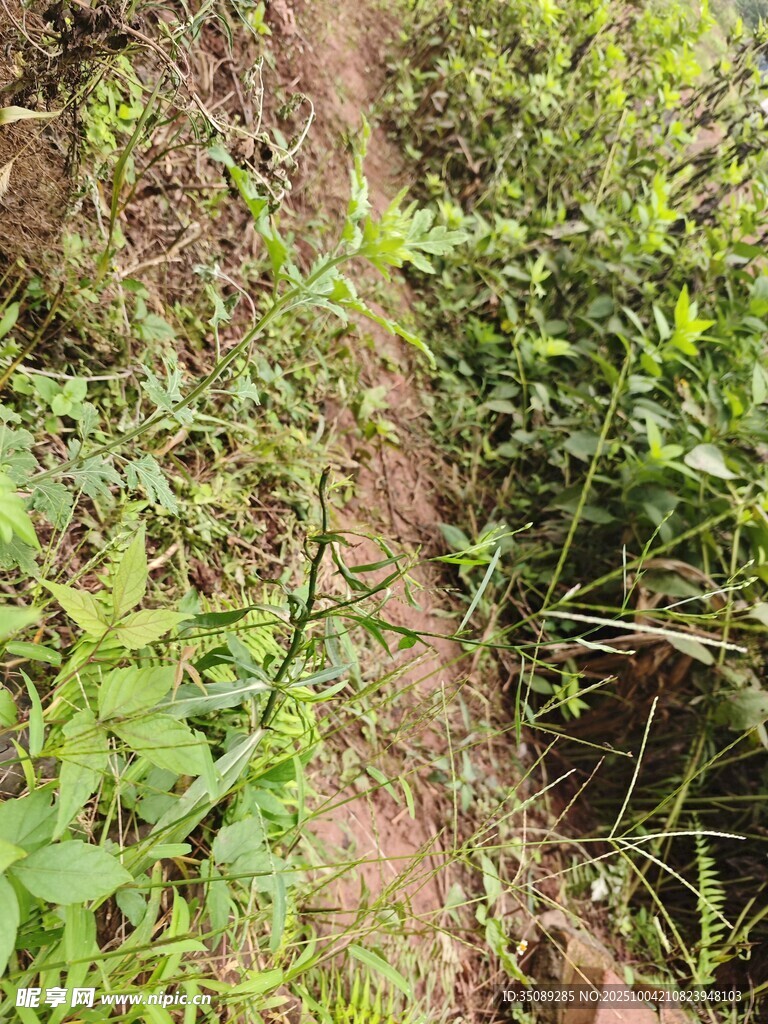 山間小徑旁的繁茂綠植